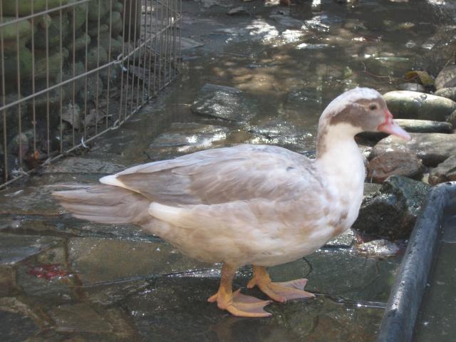 900x900px-LL-ad5dc119_42327_october_23_2011_016.jpeg