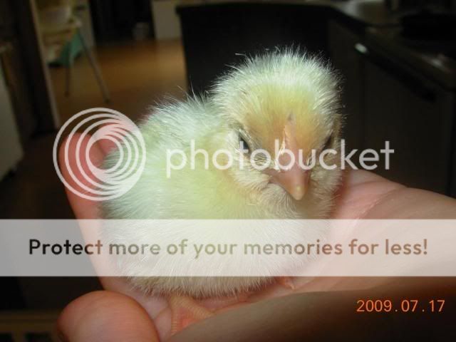 Emilychick.jpg