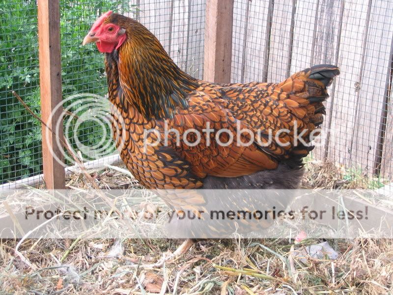 OctoberChicken032.jpg