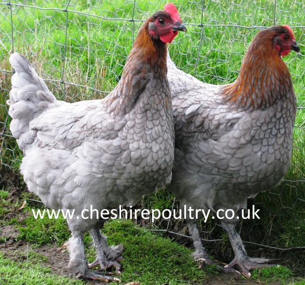 bluecoppermarans2.jpg