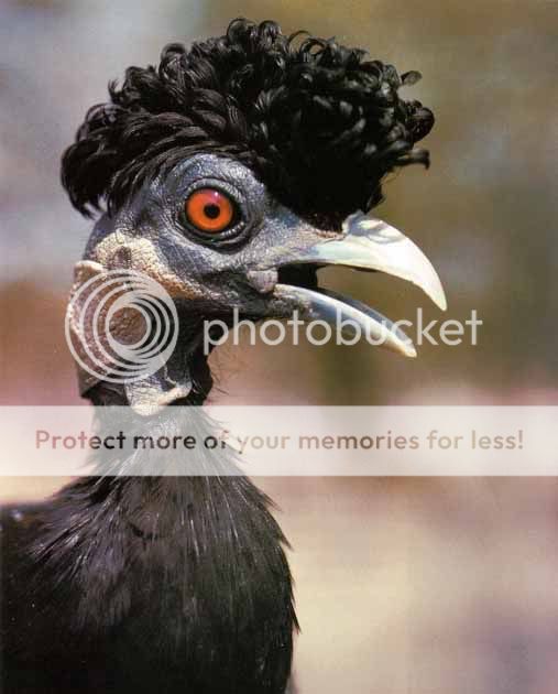 Gutterae2-1.jpg