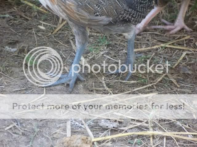 100_6550.jpg