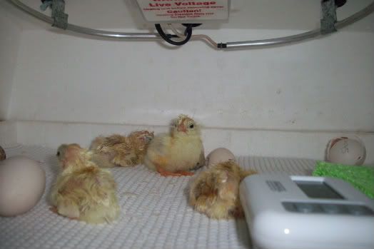 Hatch1020.jpg