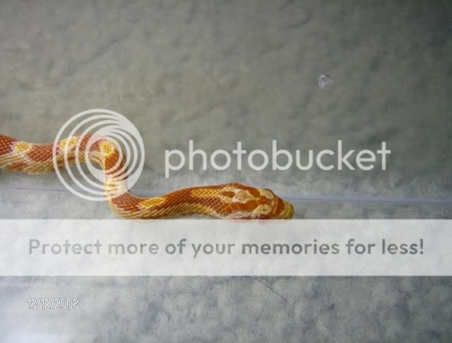 EatingSnakes004.jpg