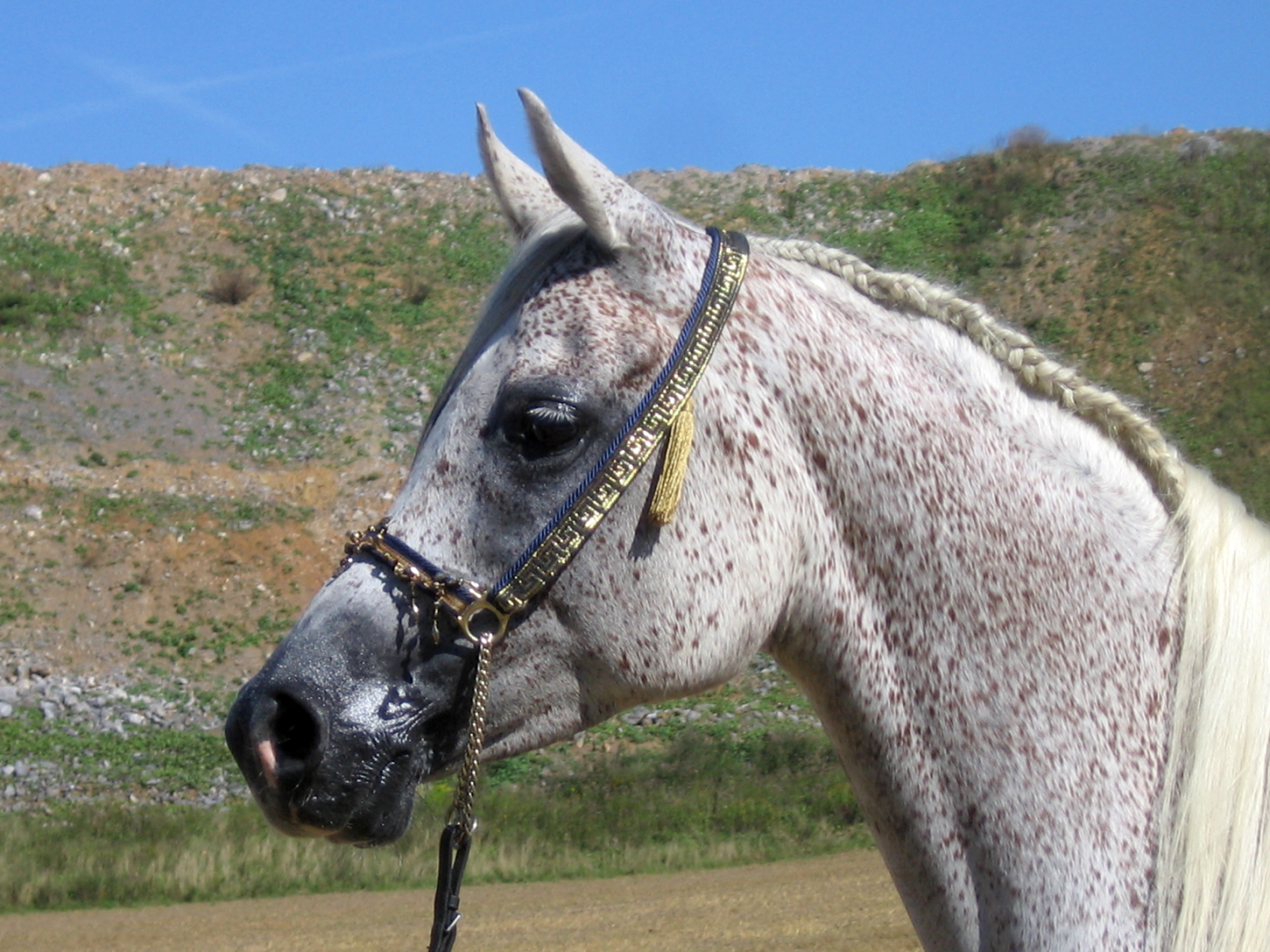 Asil_Arabian_Mare_AC2008_0001.jpg