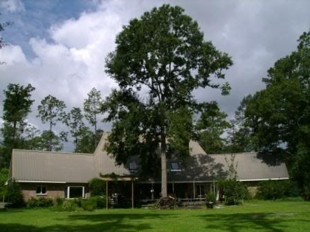 oaktree1.jpg
