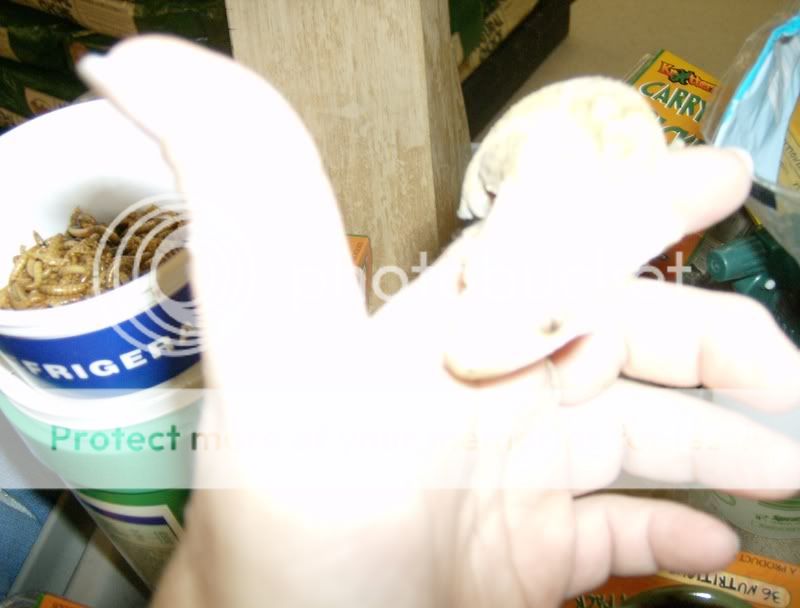 HPIM0039.jpg