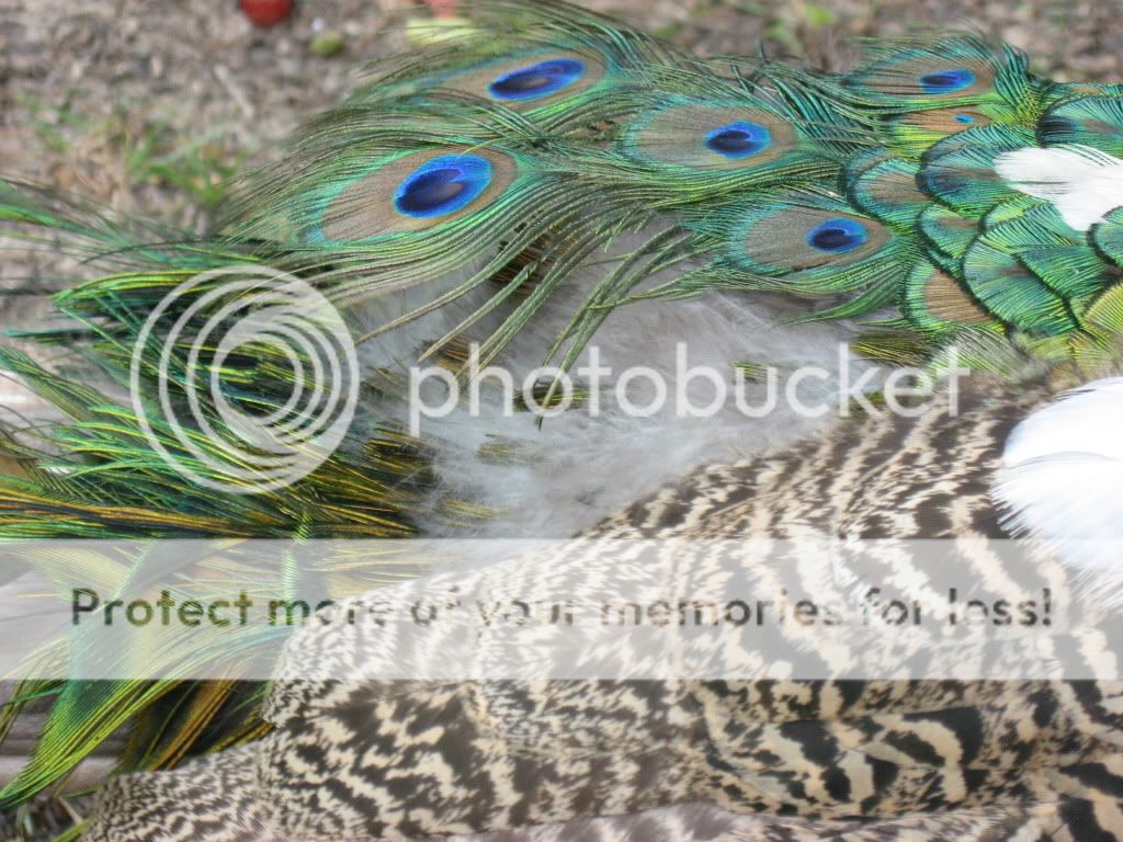 SideviewofDragonstraingrowingin.jpg