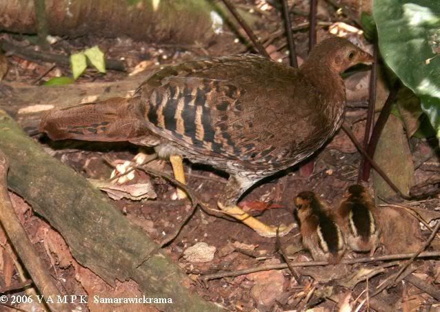 junglefowl_f_w_chicks_ps.jpg