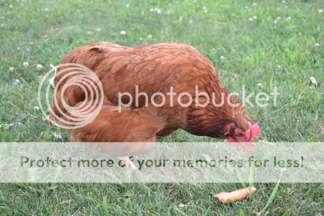 DSC_0011.jpg