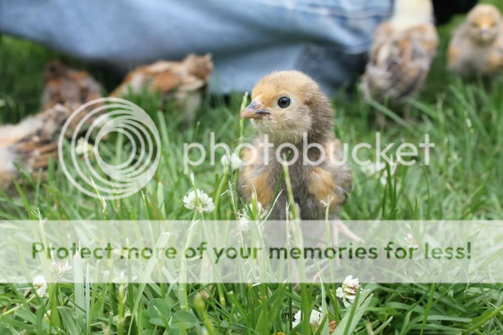 babiesout4_zpsf64275e8.jpg