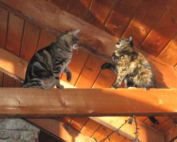 ClawCat1208.jpg
