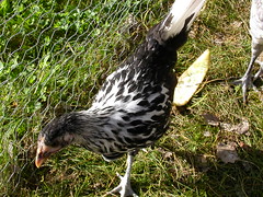540722743_64dfa86bb6_m.jpg