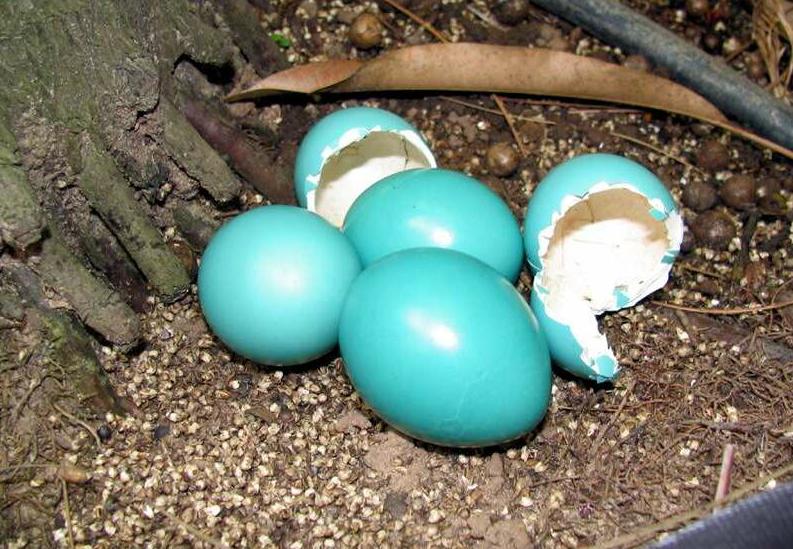Tinamus_guttatus_eggs.JPG