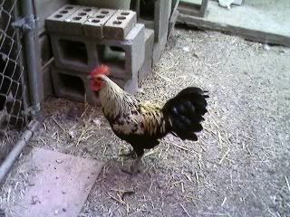 JrRooster.jpg