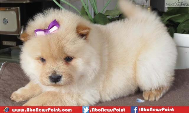 Top-10-Most-Beautiful-Dog-Breeds-in-the-World-Chow-Chow.jpg