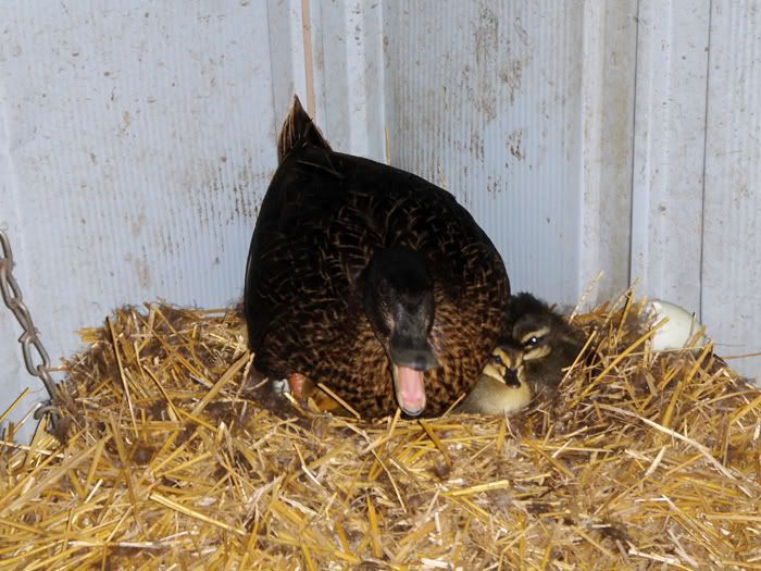 jazzyducks.jpg