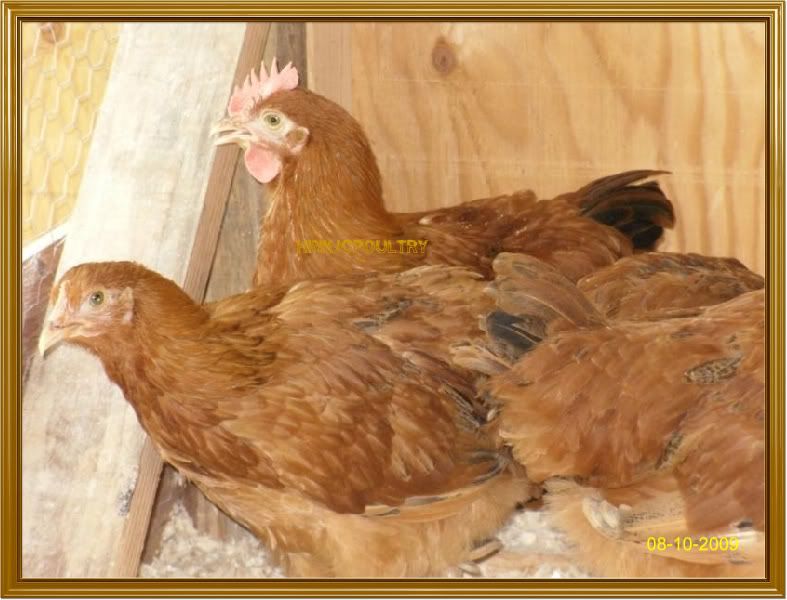 blackorps034.jpg