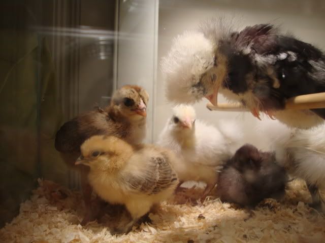 chicksmay2011017.jpg