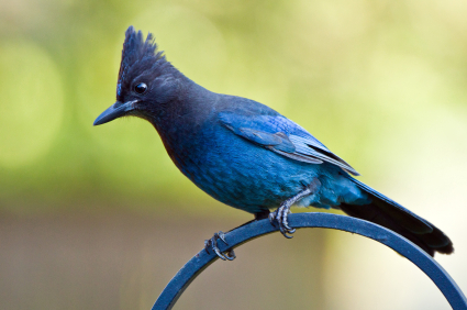 stellers-jay.jpg