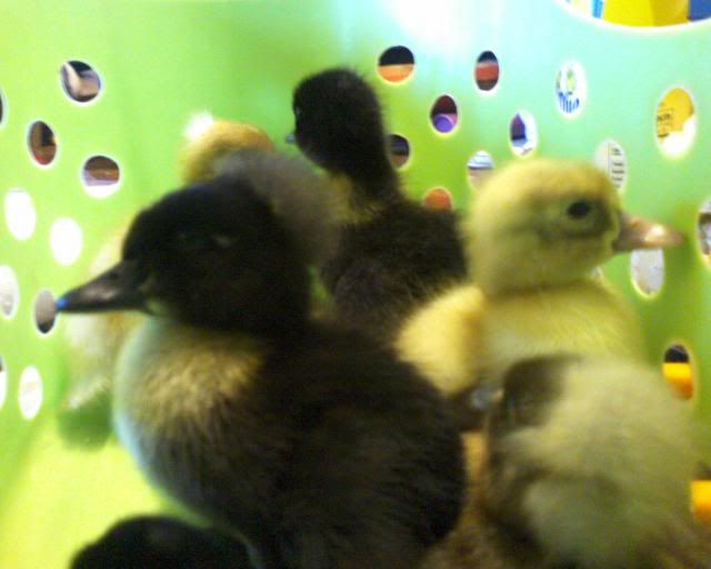 Ducklings_2010024.jpg