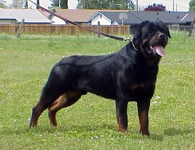 dik-1.jpg