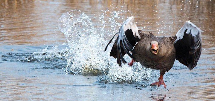 greylag-goose-2139296__340.jpg