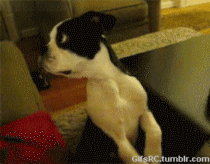dog_confuse-210x164.gif