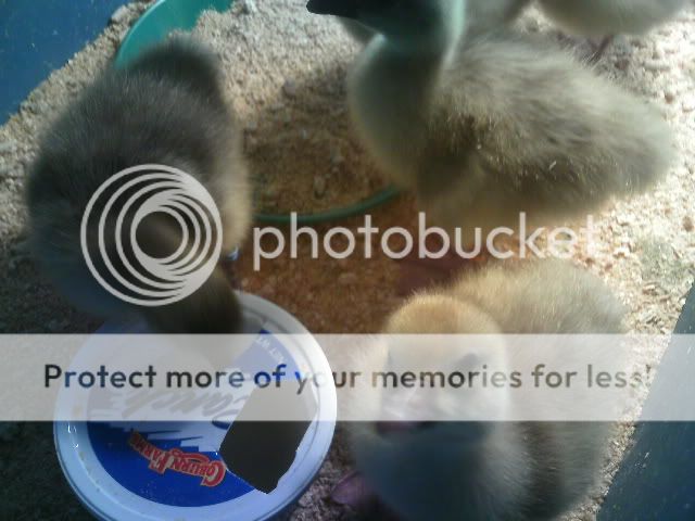 PICT0427.jpg