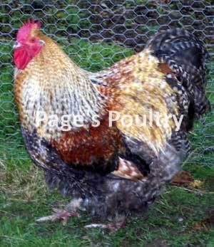 crele-orpington-cockerel.jpg