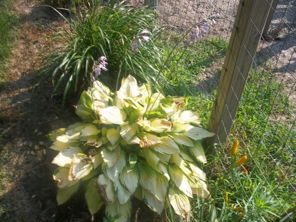 Flowers028.jpg