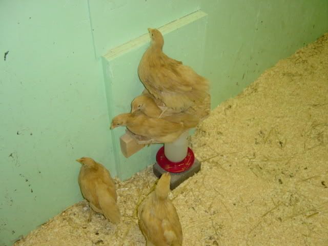 DSC03452.jpg
