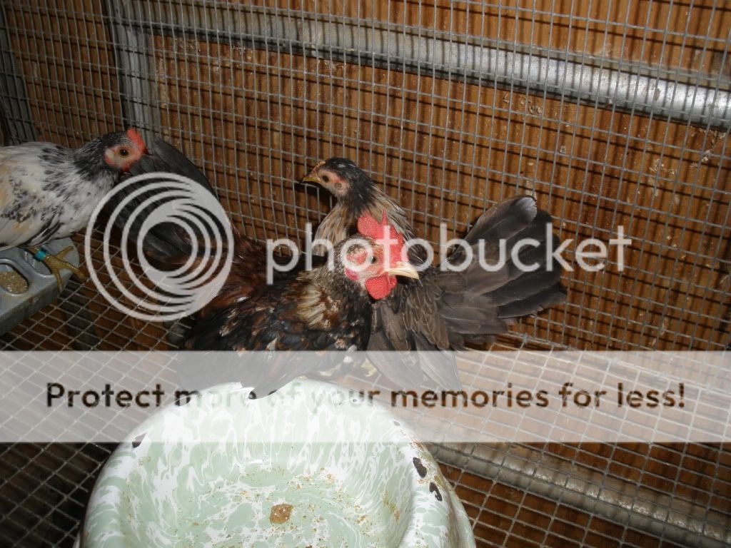 austinspics10-17-10020.jpg