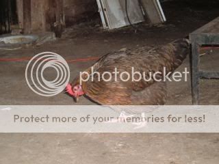 Dorkingarticlepics009-1.jpg