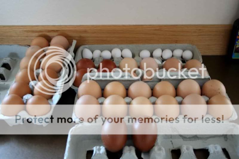 eggs-3.jpg