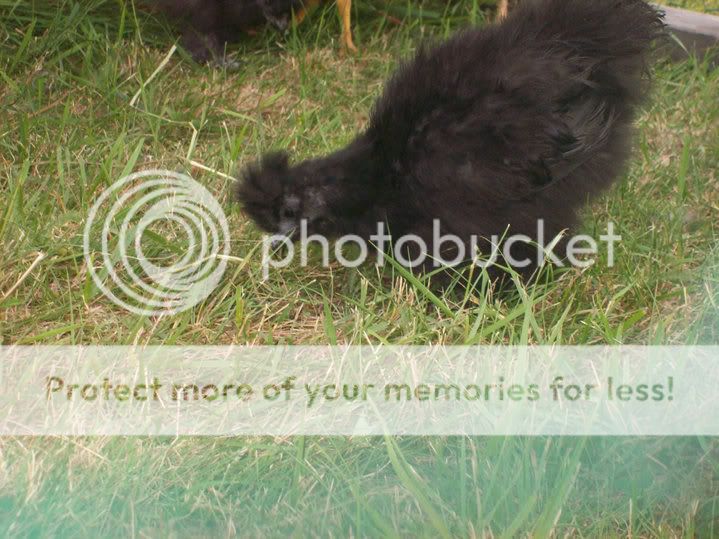 Silkie4.jpg