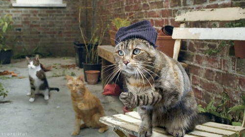 tumblr_ln01f85KYo1qe5npio1_500.gif