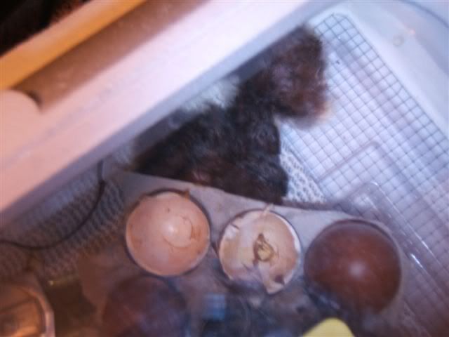 1st2Davischickstohatch-1.jpg