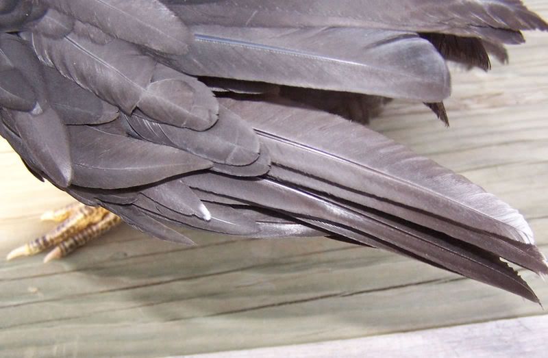 wingtipmotorp.jpg