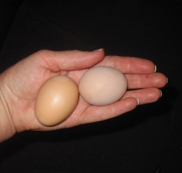 Feb62009Firsttwoeggsemail.jpg