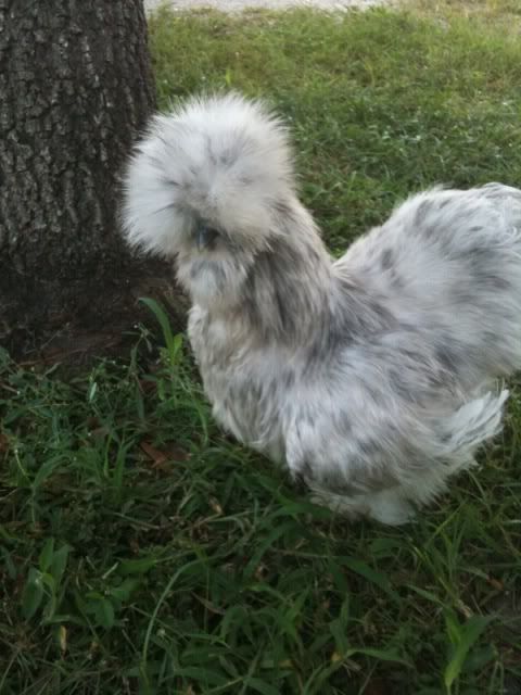 splashsilkie2.jpg