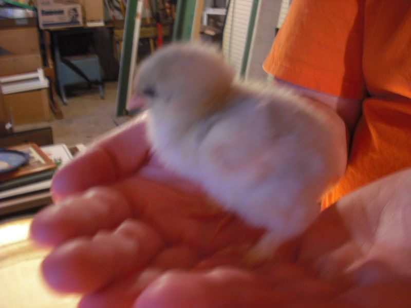 Chicks027.jpg