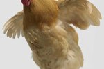 Litter Box Training for Chickens