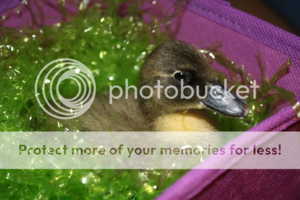 easter007.jpg