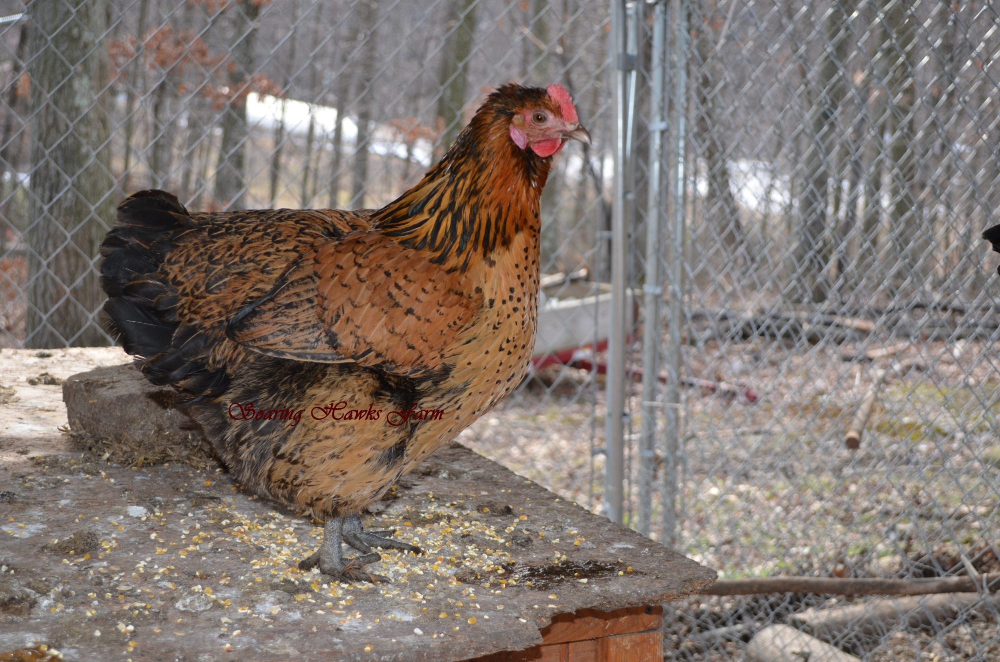 600x397px-LL-313c4fc9_breederupdates2-14-2012036.jpeg