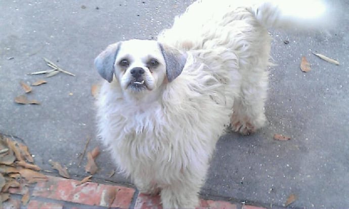 weird-dog-haircut.jpg