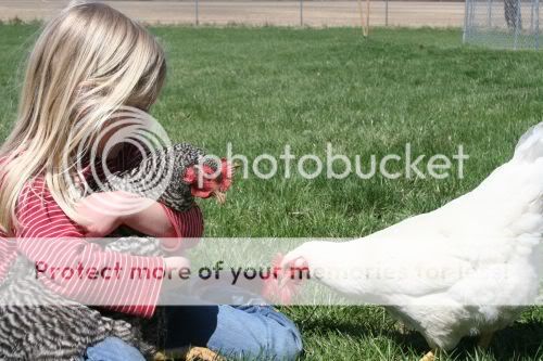 clarawchickens.jpg