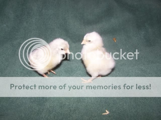 Orderhatched010.jpg
