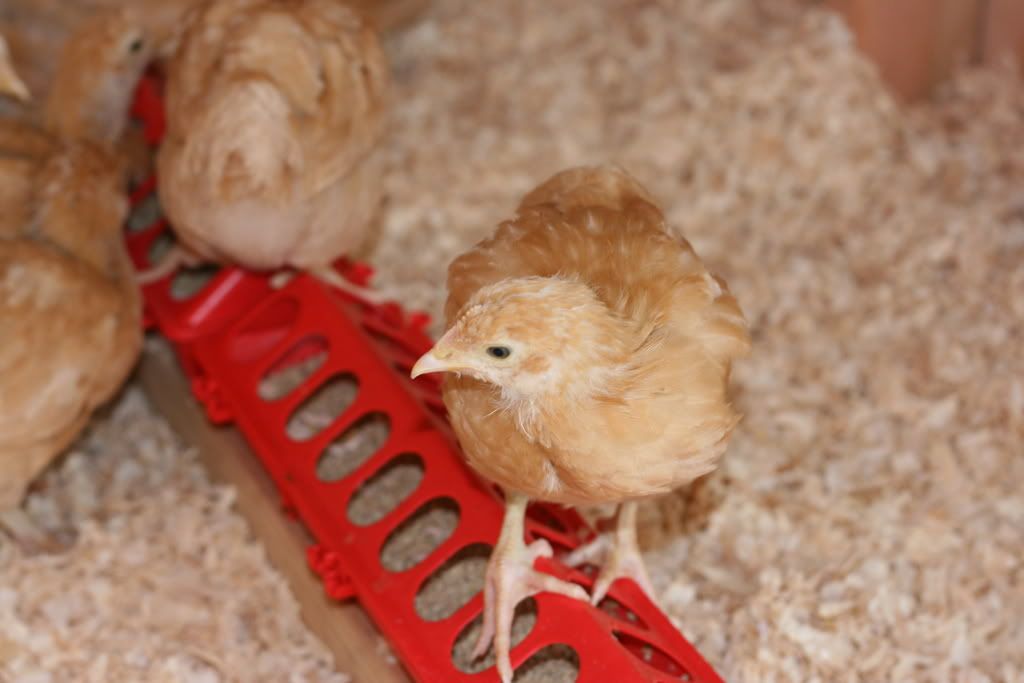 chickencoop010.jpg