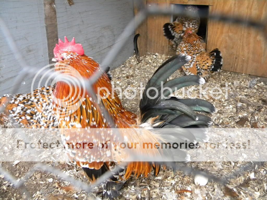 rabbits3-28031.jpg